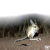 گونه دوپای فرات Euphrates jerboa